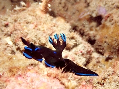 Tambja morosa