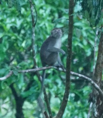 Macaca fascicularis
