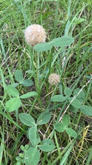 Trifolium fragiferum