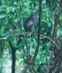 Macaca fascicularis