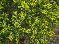 Acacia acinacea