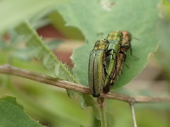 Agrilus arizonicus