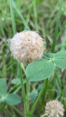 Trifolium fragiferum