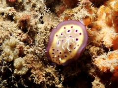 Goniobranchus kuniei