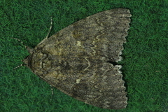 Catocala fraxini