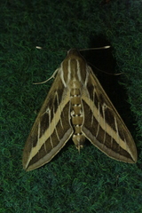 Hyles livornica