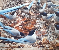 Cyanopica cyanus