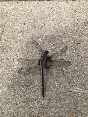 Arigomphus cornutus
