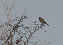 Phoenicurus erythronotus