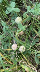 Trifolium fragiferum