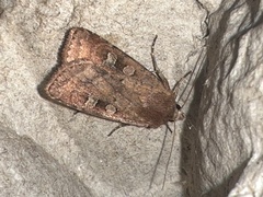 Diarsia rubi