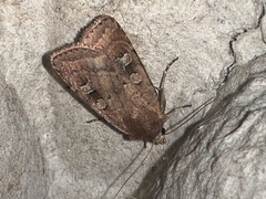 Diarsia rubi