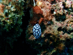 Phyllidiella