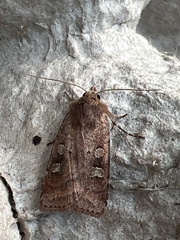 Diarsia rubi