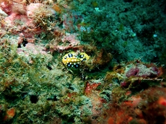 Phyllidia ocellata