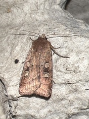 Diarsia rubi