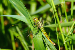 Erythemis collocata