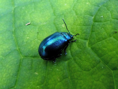 Oreina cacaliae