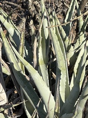 Agave cerulata