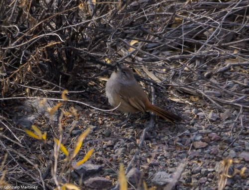 Steinbach's Canastero (Pseudasthenes steinbachi), photo 5