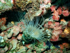 Ceriantharia