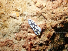 Phyllidia picta