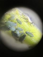Aphidomorpha