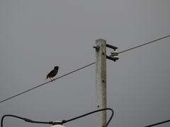 Acridotheres javanicus