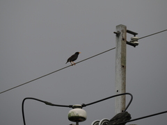 Acridotheres javanicus