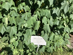 Hibiscus makinoi