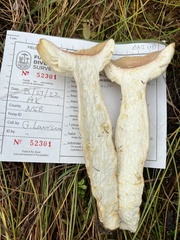 Russula