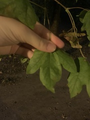 Acer