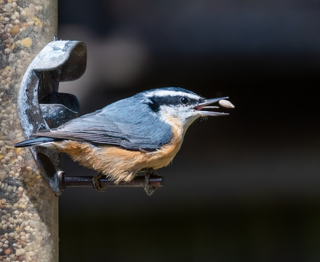 Redbreasted Nuthatch (Backyard Birds of Vermont) · iNaturalist