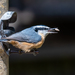 Red-breasted Nuthatch - Photo no rights reserved, uploaded by Claude Lyneis