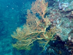 Anthozoa