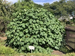 Hibiscus makinoi