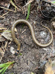 Pseudonaja textilis