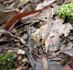 Clavulina cinerea