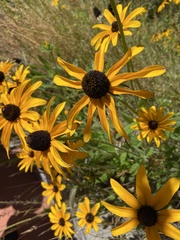 Rudbeckia