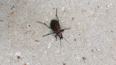 Carabus granulatus
