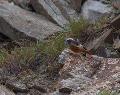 Phoenicurus erythrogastrus