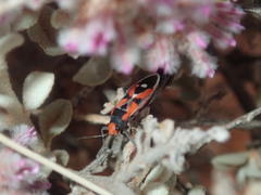 Melanerythrus mactans