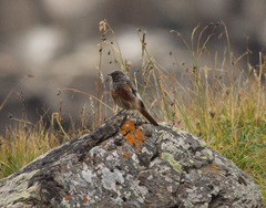 Phoenicurus erythrogastrus