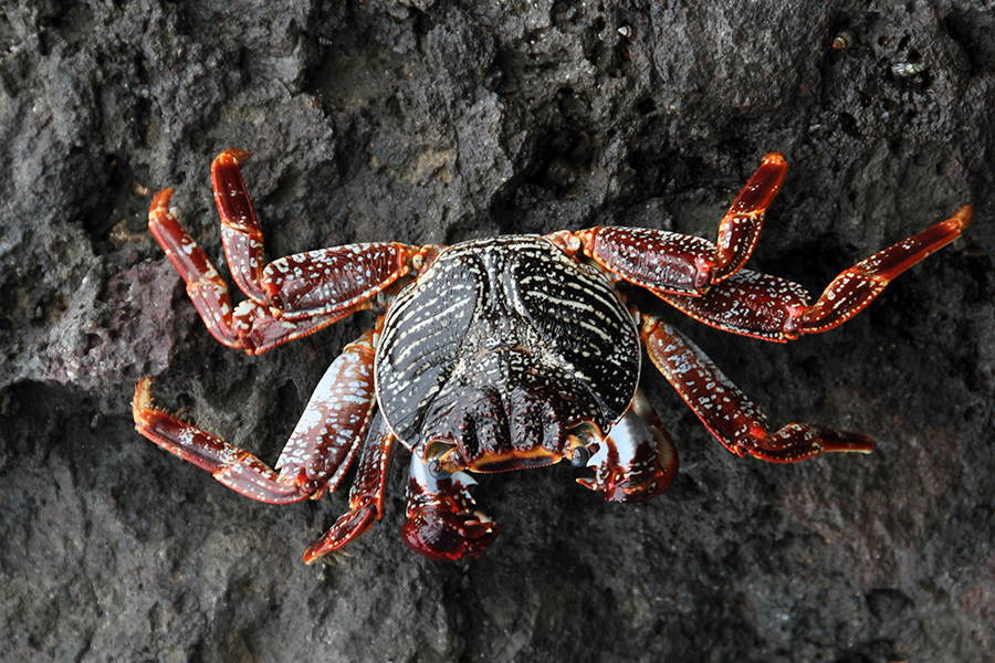 Decapods and Krill