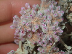 Ptilotus obovatus