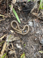 Pseudonaja textilis