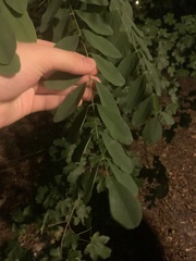 Fabaceae