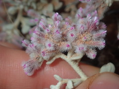Ptilotus obovatus