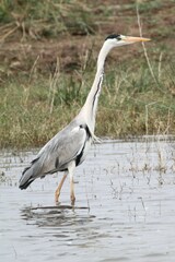 Ardea cinerea cinerea