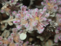 Ptilotus obovatus